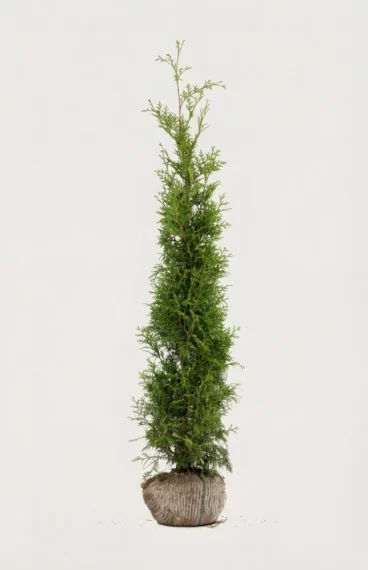 Kartiotuija aita Budjettipaketti Juuripaakku 120-160cm - Tarjoaa välittömän yksityisyyden