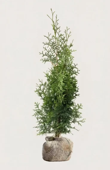Kartiotuija aita Budjettipaketti Juuripaakku 80-120cm - Tarjoaa välittömän yksityisyyden