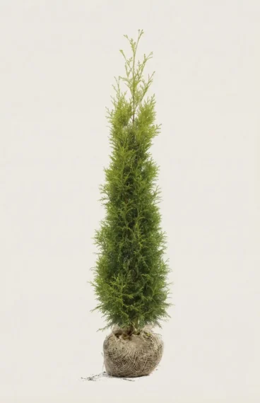 Tuija King of Brabant aita Budjettipaketti Juuripaakku 200-240cm - Tarjoaa välittömän yksityisyyden