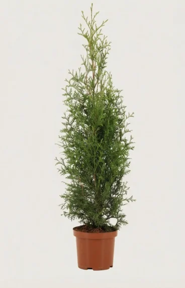 Tuija King of Brabant aita Budjettipaketti Ruukku 80-120cm - Tarjoaa välittömän yksityisyyden