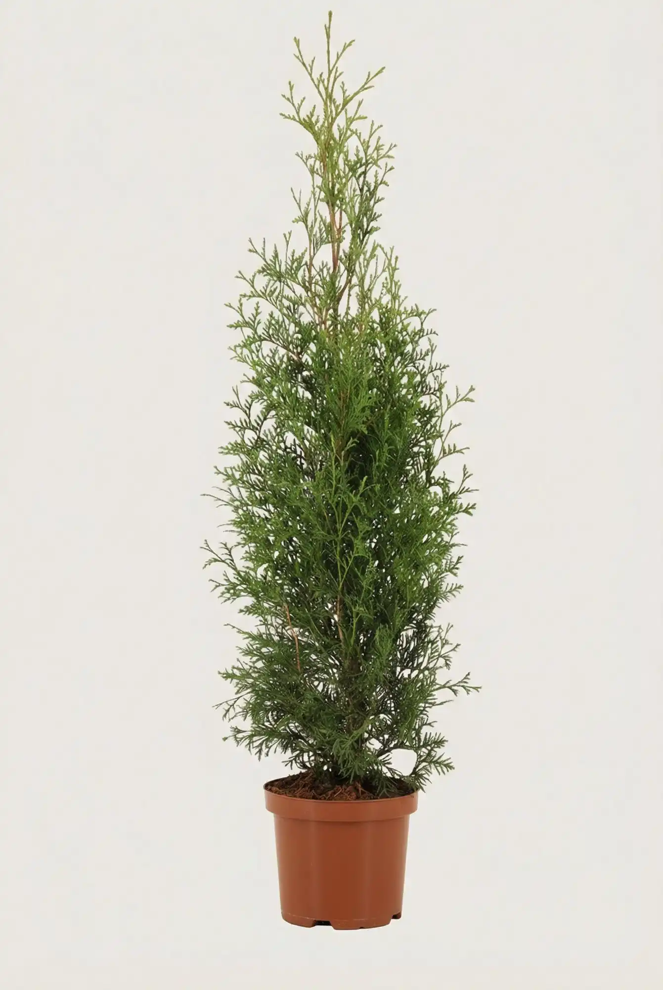 Tuija King of Brabant aita Budjettipaketti Ruukku 80-120cm - Tarjoaa välittömän yksityisyyden