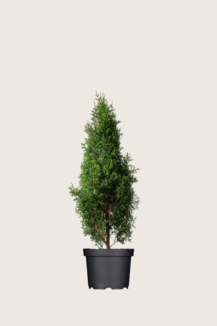 Thuja king of brabant