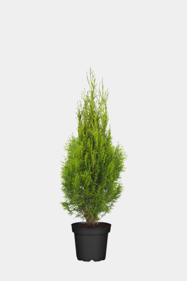 Timanttituija juuripaakku 100-140cm 50 kpl