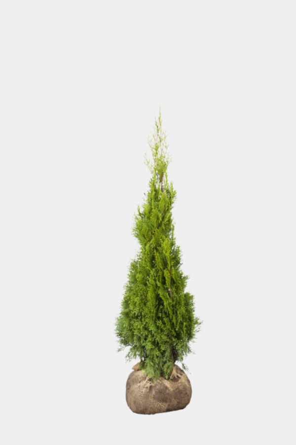 Timanttituija ruukku 100cm-140cm 65 kpl