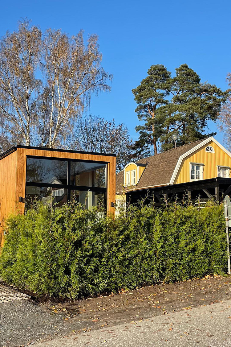 Kartiotuija juuripaakku 140-180cm 50 kpl