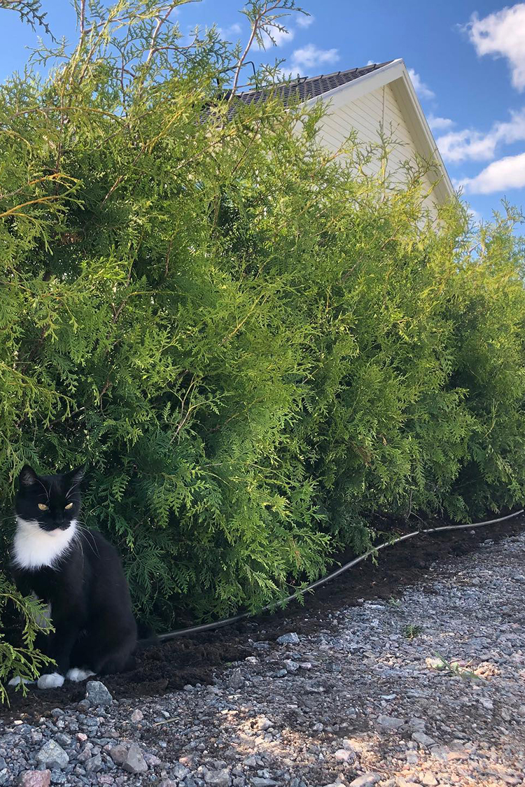 Kartiotuija juuripaakku 180-220cm 25 kpl