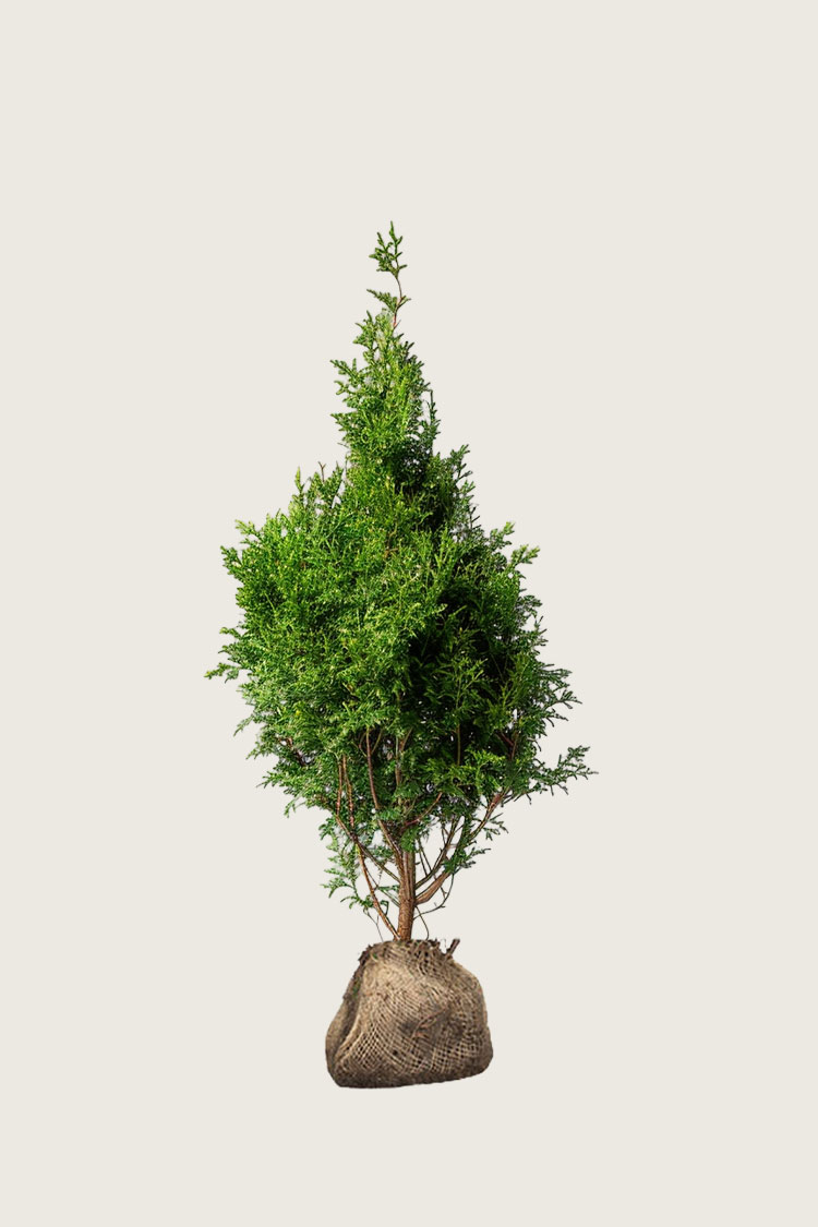 Thuja King of Brabant