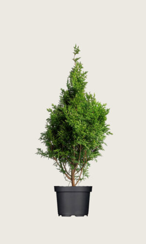 Thuja King of Brabant