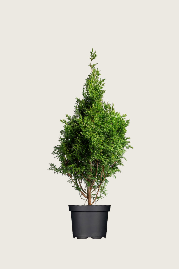 Thuja King of Brabant