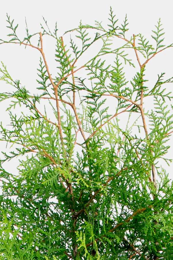 Kartiotuija Juuripaakku Budjetti Paketti 100-140cm - Image 4