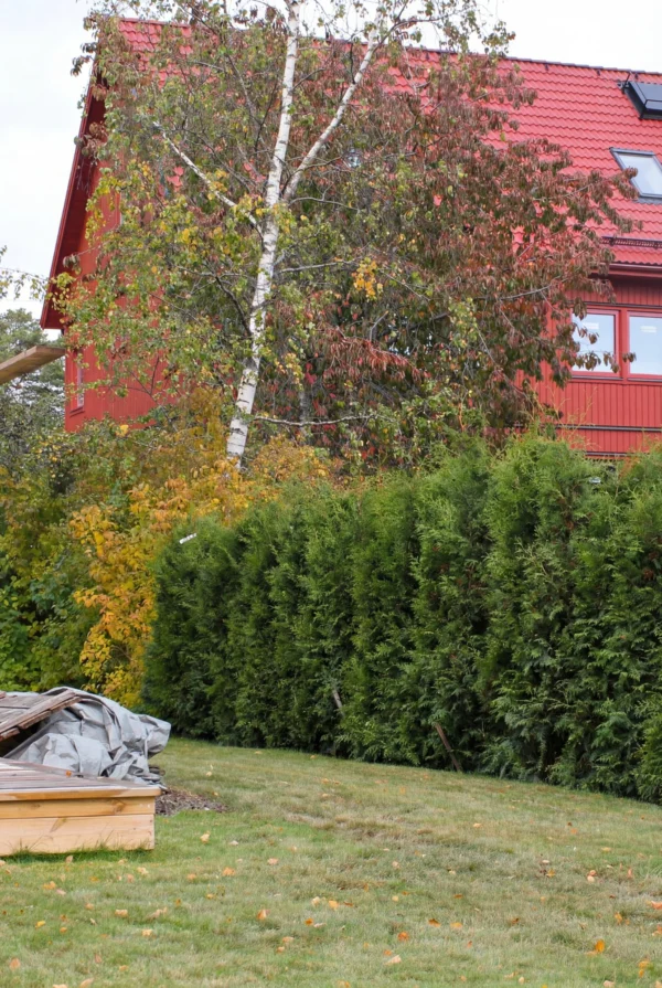 Kartiotuija Juuripaakku Genius Paketti 220-260cm - Image 3