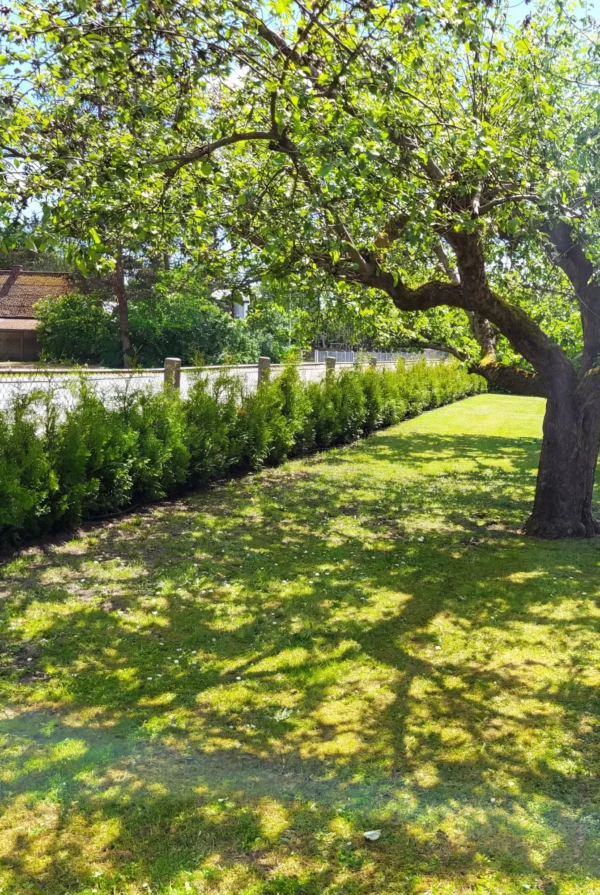 Tuija King of Brabant Ruukku Genius Paketti 100-140cm - Image 3