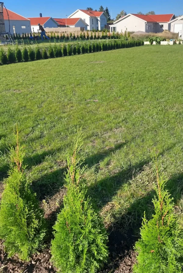 Timanttituija Ruukku Genius Paketti 60-100cm - Image 3